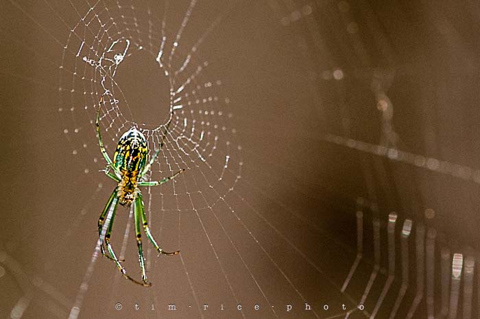 Yr4•280-365•Spider on Web