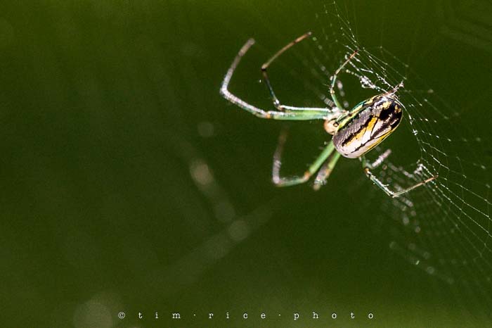 Yr4•281-365•Spider on Web