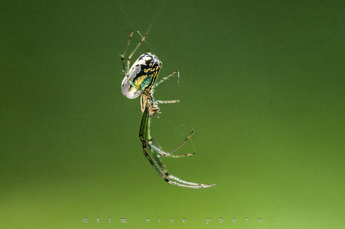 Yr4•282-365•Spider on Web