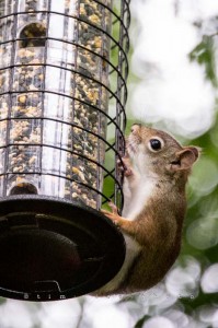 Yr4•286-365•Diabolical Rodent