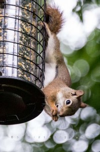 Yr4•287-365•Diabolical Rodent