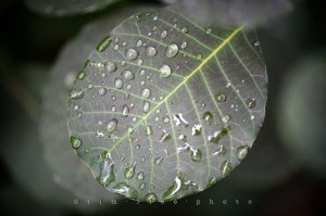 Yr4•298-365•Leaf Water Down