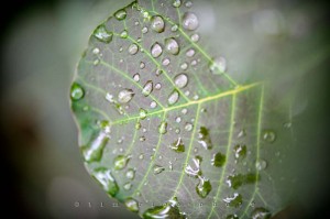 Yr4•299-365•Leaf Water Down