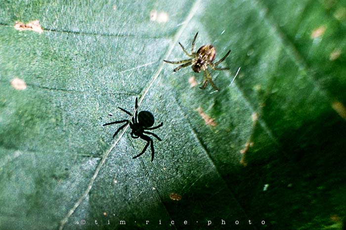 Yr4•330/365 Spider Signal August 27, 2013