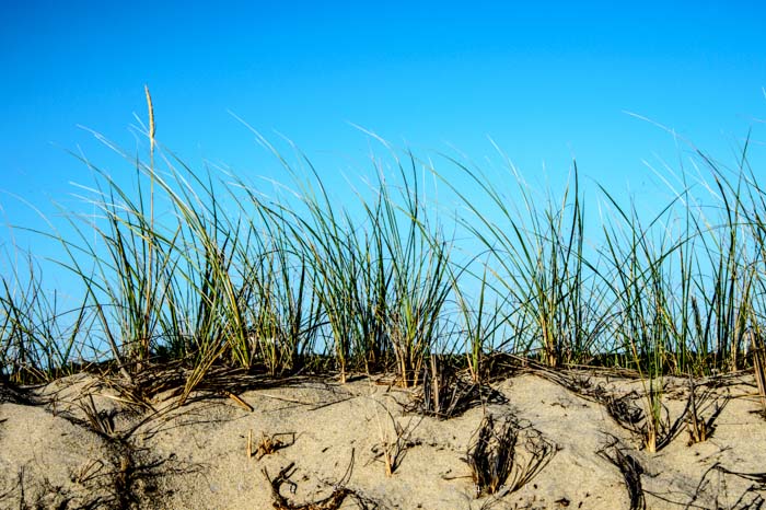 Yr4•315-365•Sailing Scene