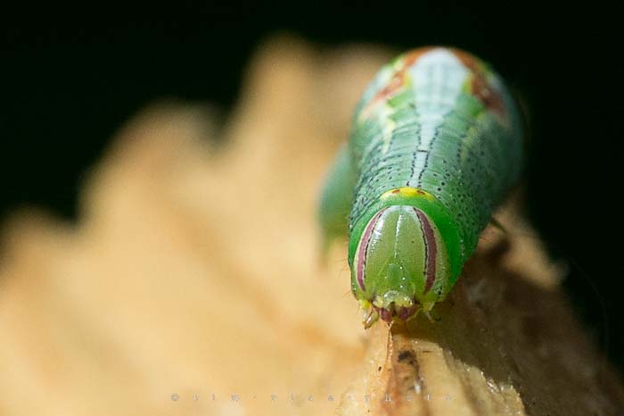 Yr4•317-365•Fuzzy Wuzzy Face-2