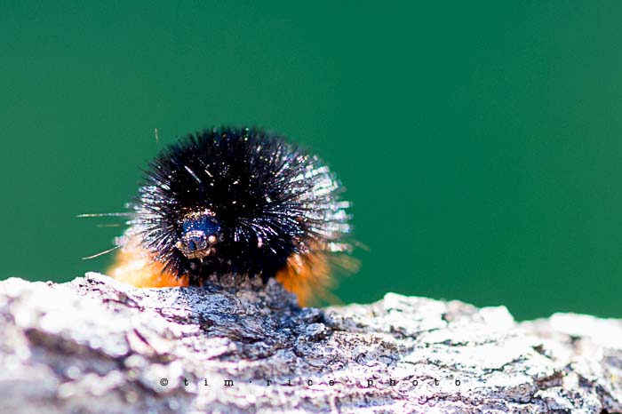 Yr4•317/365 Fuzzy Wuzzy Face August 14, 2013