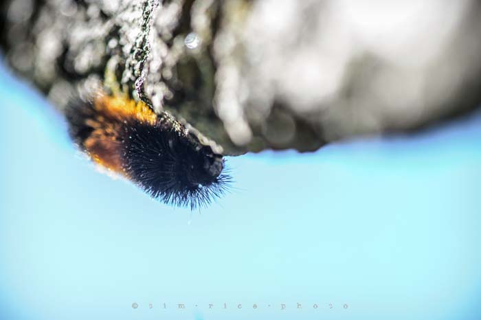 Yr4•317-365•Fuzzy Wuzzy Face