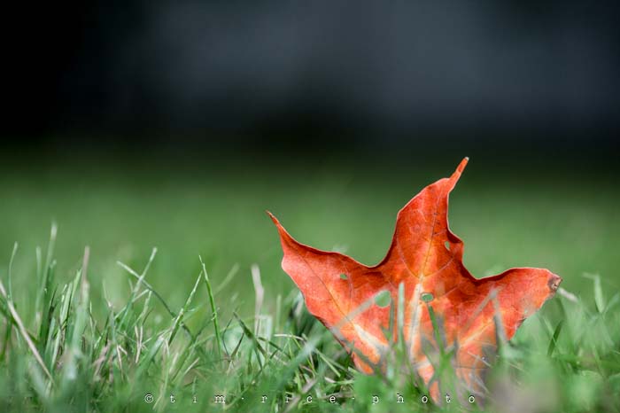 Yr4•329/365 First Fall August 26, 2013