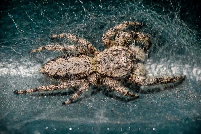 Yr4•339-365•Reclusive