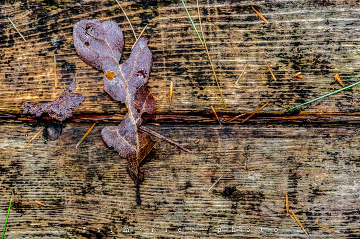 Yr4•340/365 Leaf on Board September 6, 2013