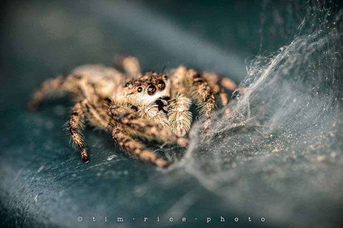 Yr4•340-365•Reclusive