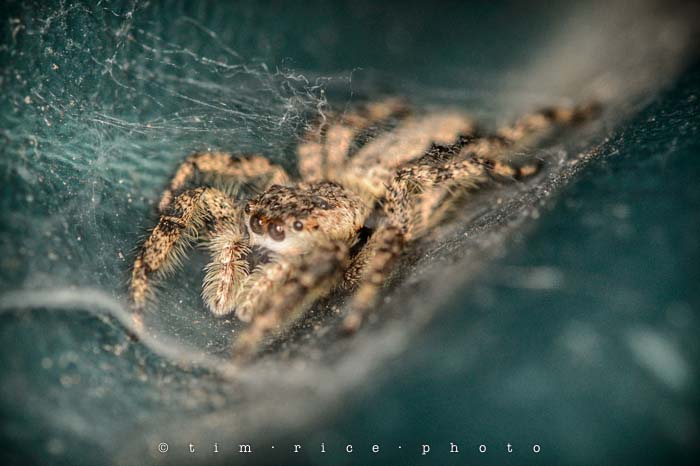 Yr4•341-365•Reclusive