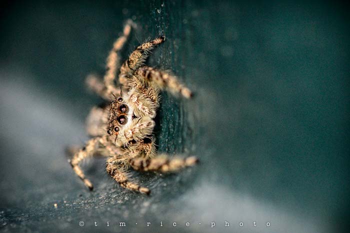 Yr4•342-365•Reclusive