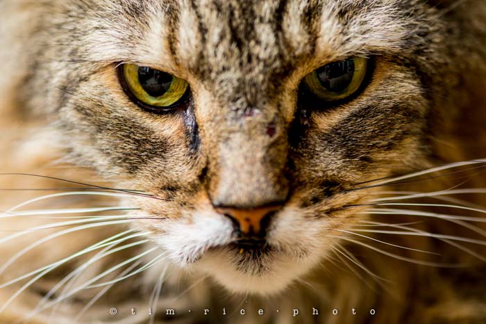 Yr4•343/365 Misty Blue September 9, 2013