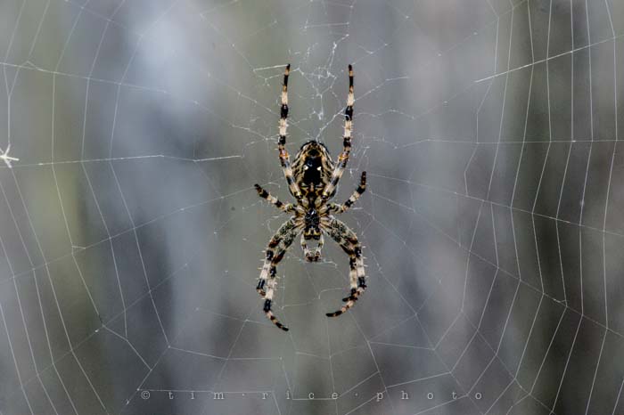 Yr4•360/365 Web Maker September 26, 2013