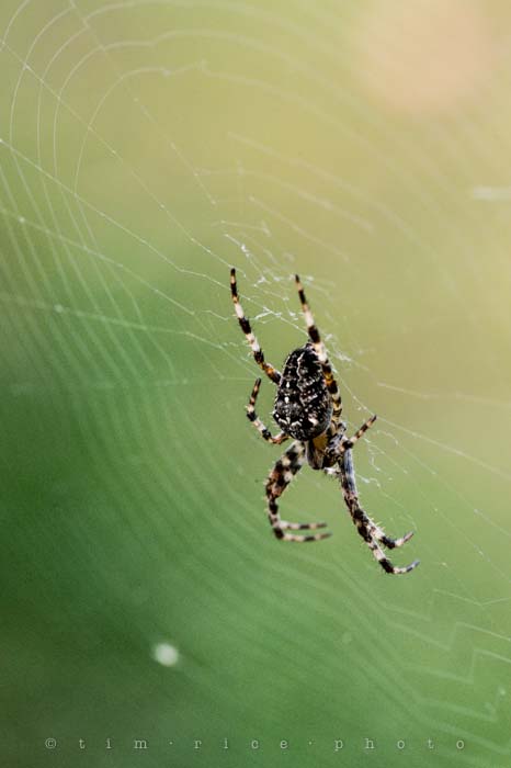 Yr4•360-365•Web Maker