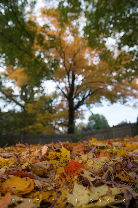 Yr4•001-365•tree & leaves