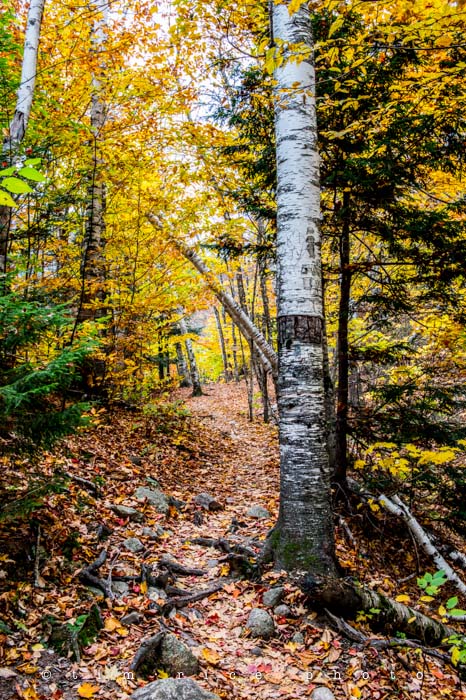 Yr5•012-365•standbyme