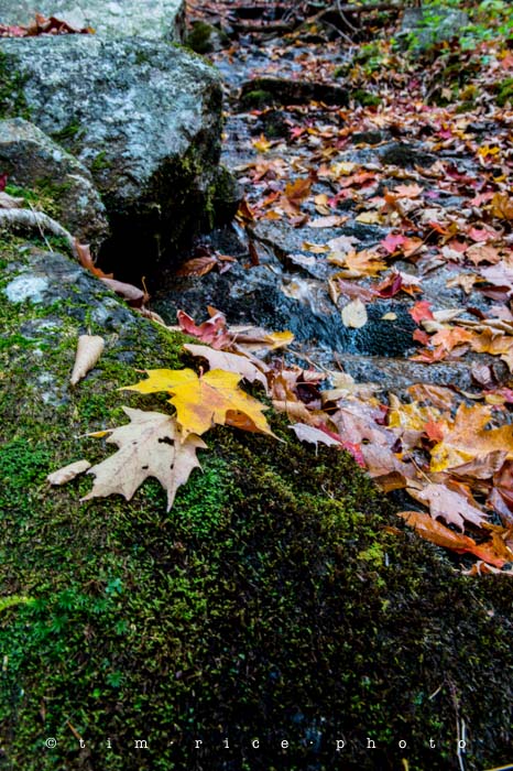 Yr5•015-365•standbyme