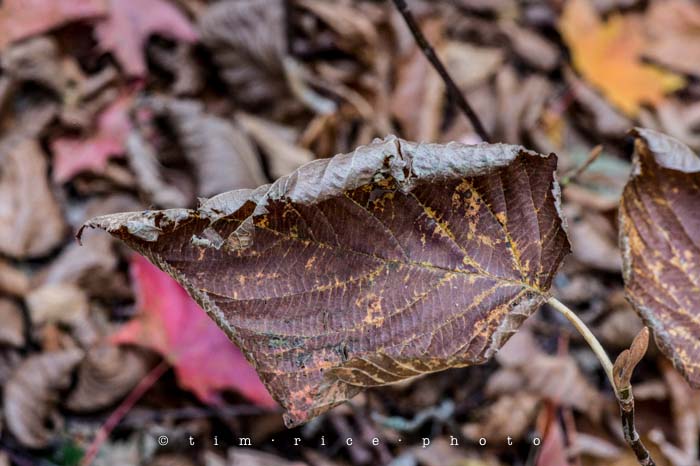 Yr5•016-365•standbyme