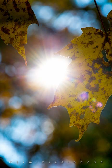 Yr5•017-365•Seasons Edge