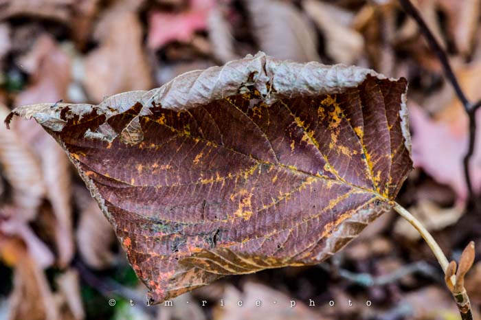 Yr5•017-365•standbyme