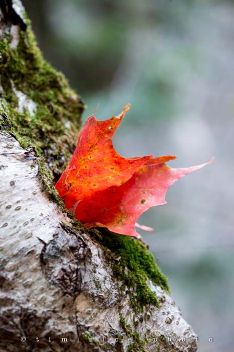 Yr5•019-365•standbyme