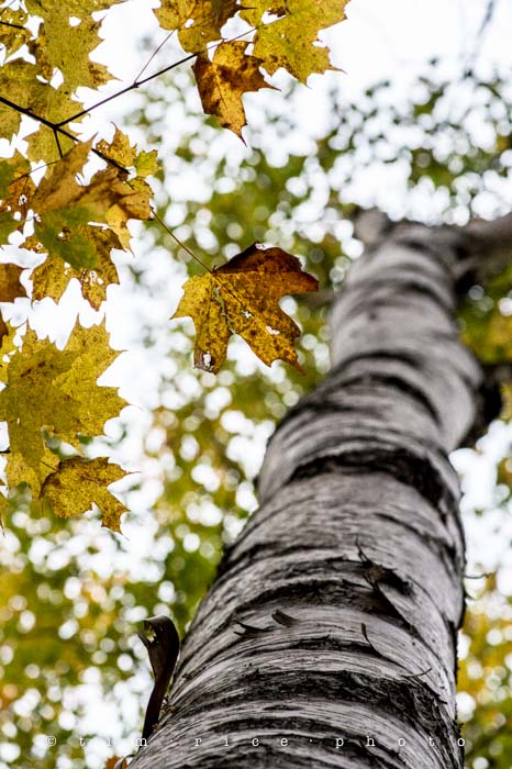 Yr5•021-365•standbyme