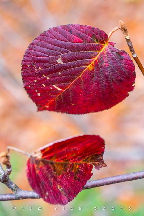 Yr5•023-365•standbyme