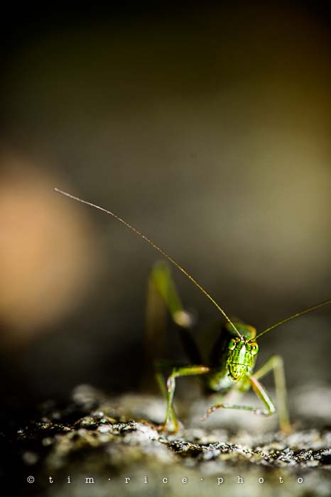 Yr5•024-365•1484•Grasshopper