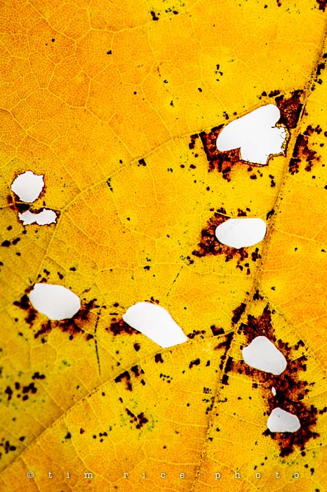 Yr5•025-365•1485•Seasonal Map