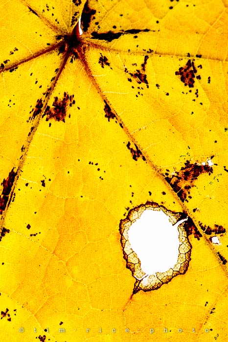 Yr5•026-365•1485•Seasonal Map