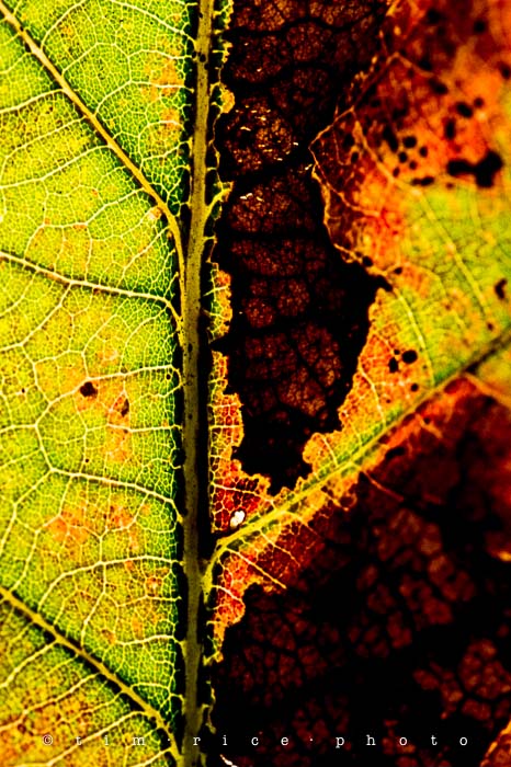 Yr5•027-365•1485•Seasonal Map