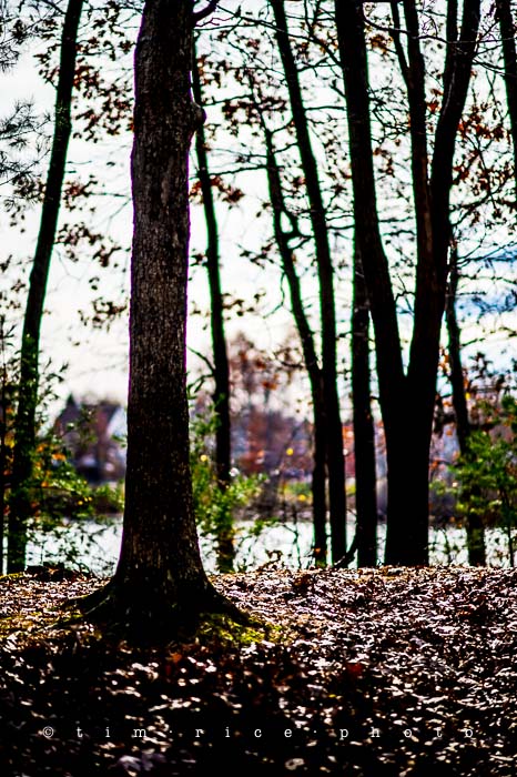 Yr5•041/365•1502 Trees November 10, 2013