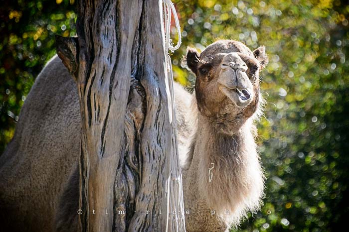 Yr5•042/365•1503 Hump Derp November 11, 2013