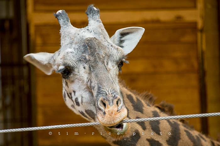 Yr5•043-365•1503•Hump Derp