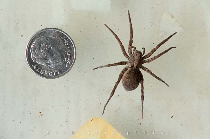 Yr5•044-365•1505•Spider(Man)-2