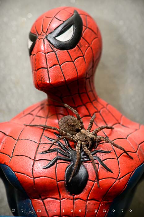 Yr5•044-365•1505•Spider(Man)