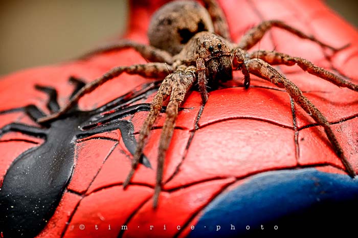 Yr5•044/365•1505 Spider(Man) November 13, 2013