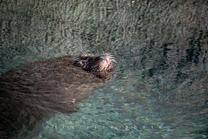 Yr5•045-365•1503•Hump Derp