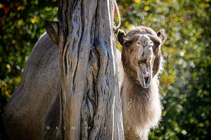 Yr5•047-365•1503•Hump Derp