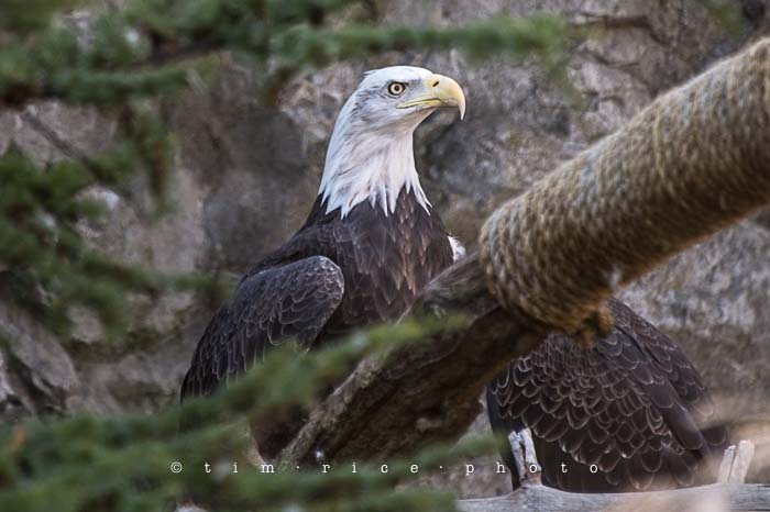 Yr5•048-365•1503•Hump Derp