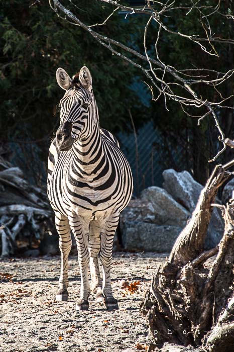 Yr5•049-365•1503•Hump Derp