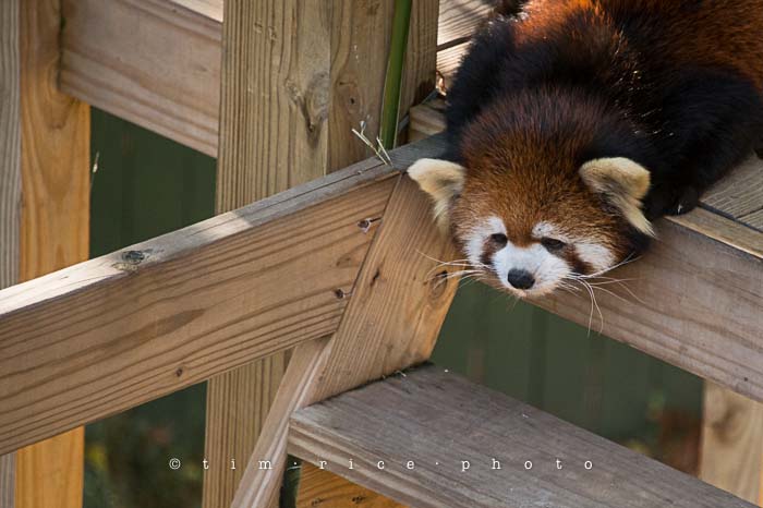 Yr5•050-365•1503•Hump Derp