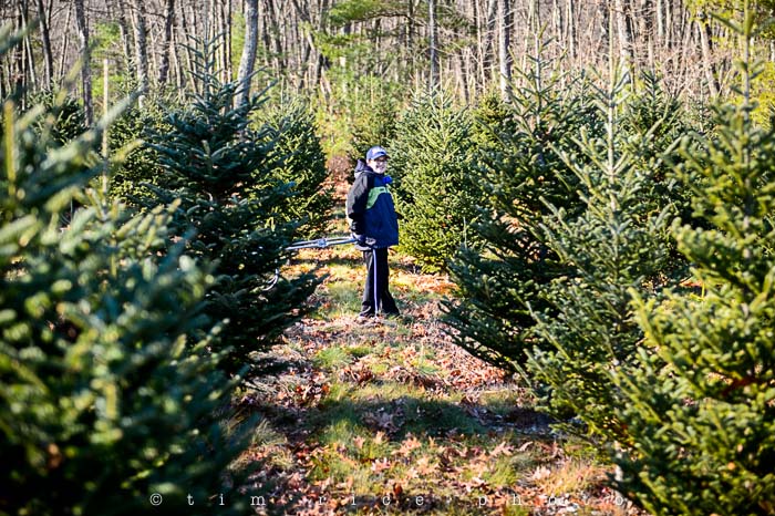 Yr5•060-365•1521•Tree Tradition