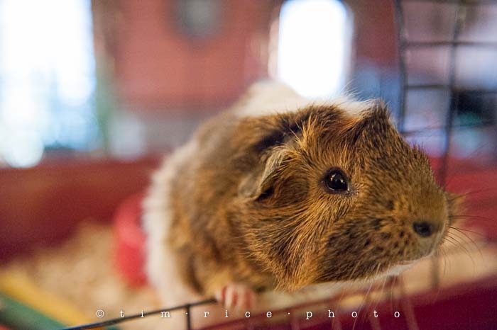 Yr5•063-365•1516•Just Desert