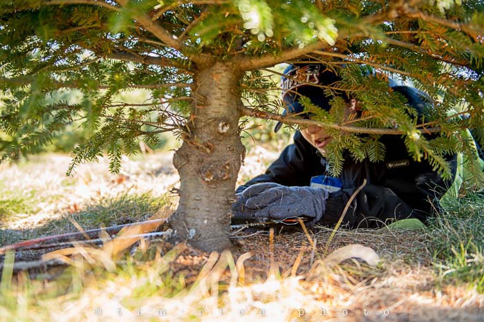 Yr5•064-365•1521•Tree Tradition