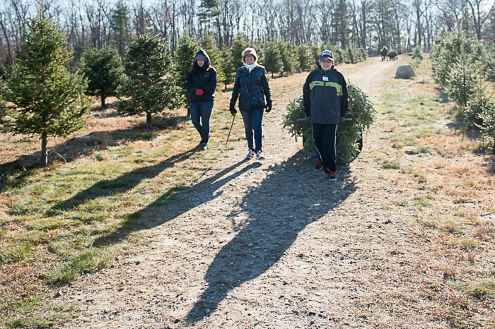 Yr5•066-365•1521•Tree Tradition