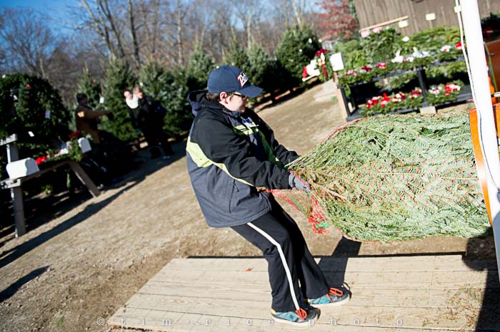Yr5•067-365•1521•Tree Tradition